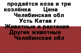 продаётся коза и три козлёнка!!! › Цена ­ 5 000 - Челябинская обл., Усть-Катав г. Животные и растения » Другие животные   . Челябинская обл.